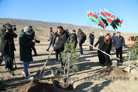 Bakıda genişmiqyaslı ağacəkmə aksiyası keçirilib