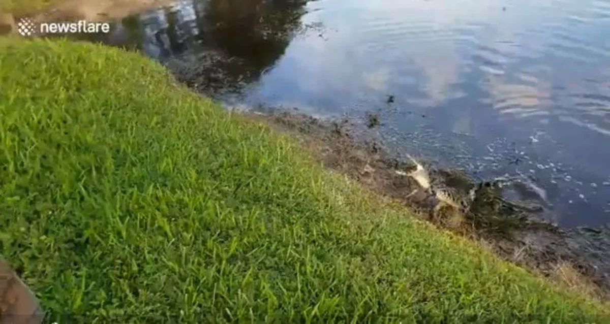 ABŞ-da balıqçının tilovuna timsah düşüb - VİDEO