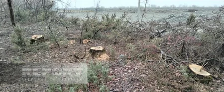 Oğuzda köhnə qəbiristanlıqlarda olan ağaclar kəsilib