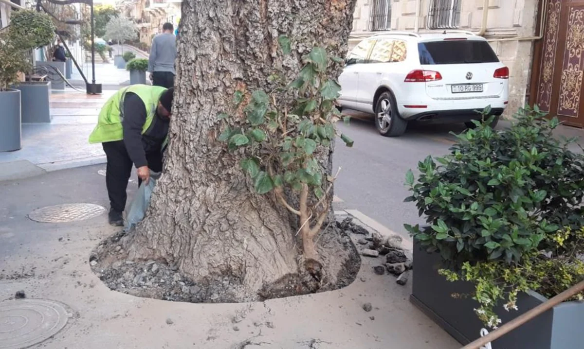 Bakıda ağacın dibi asfaltdan təmizlənib