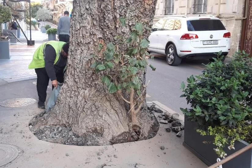 Bakıda ağacın dibi asfaltdan təmizlənib