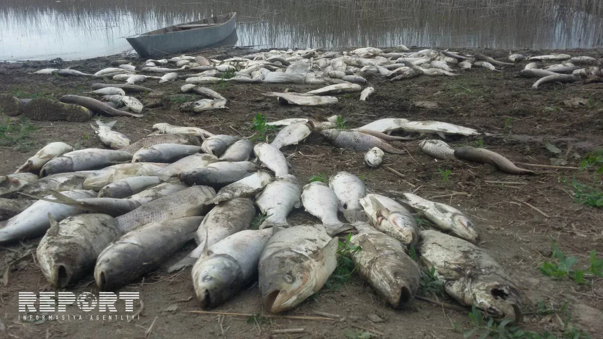 Ağcabədidə balıqlar kütləvi şəkildə tələf olub - FOTO