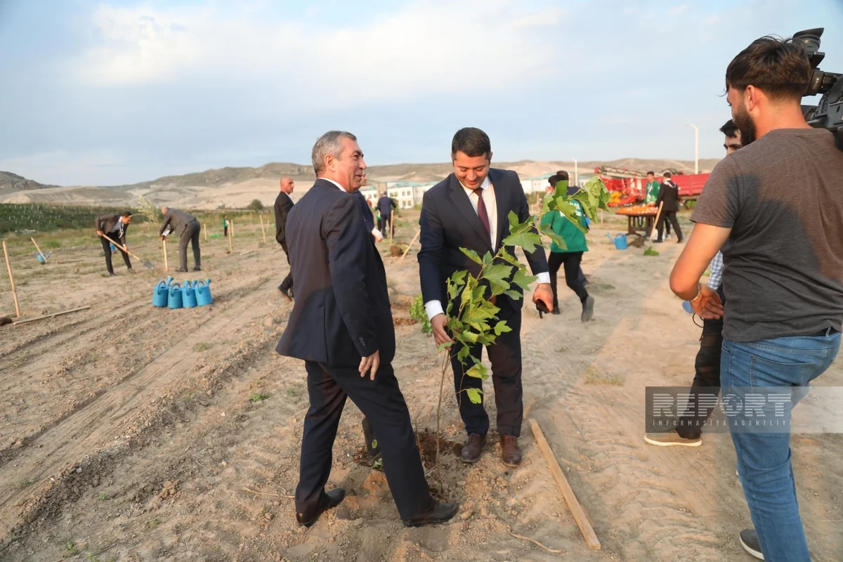 Ağalı kəndində ağacəkmə aksiyası keçirilib