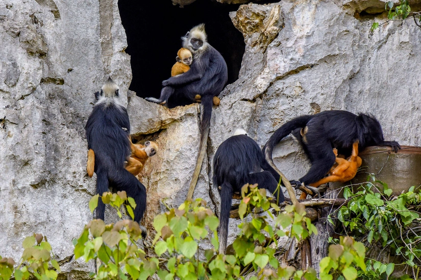 Alimlər dəniz suyu içə bilən meymunlar aşkarlayıblar