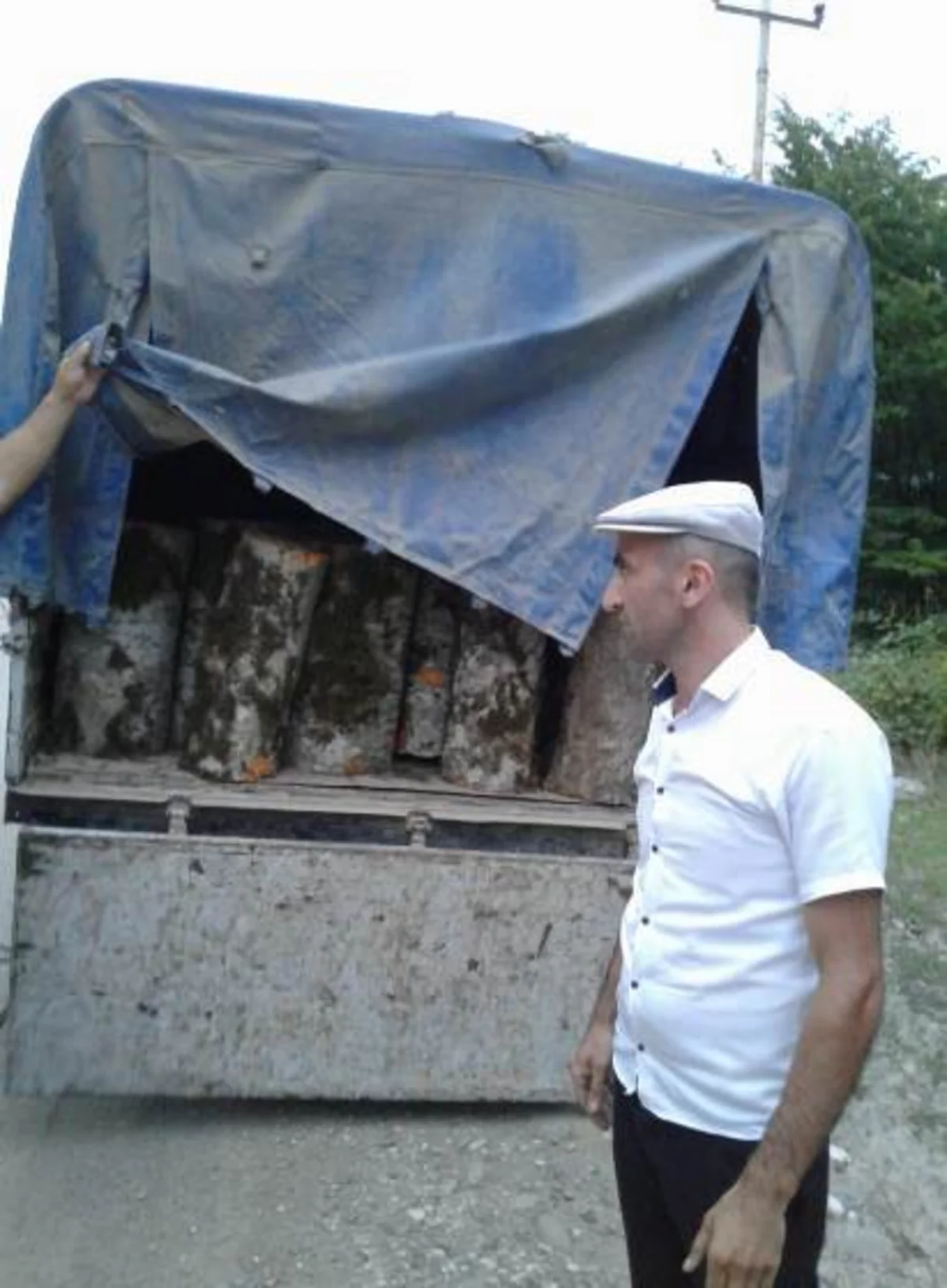 Qubada “QAZEL”dən fıstıq cinsli meşə materialı aşkar olunub