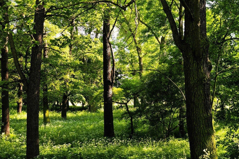 Lerikdə 70 yaşlı kişi qoz ağacından yıxılaraq ölüb