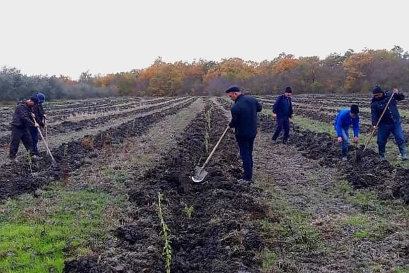 Высадка деревьев будет проведена еще на 140 гектарах до конца года