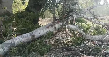 Güclü külək Xaçmazda fəsadlar törədib, xəsarət alanlar var - VİDEO