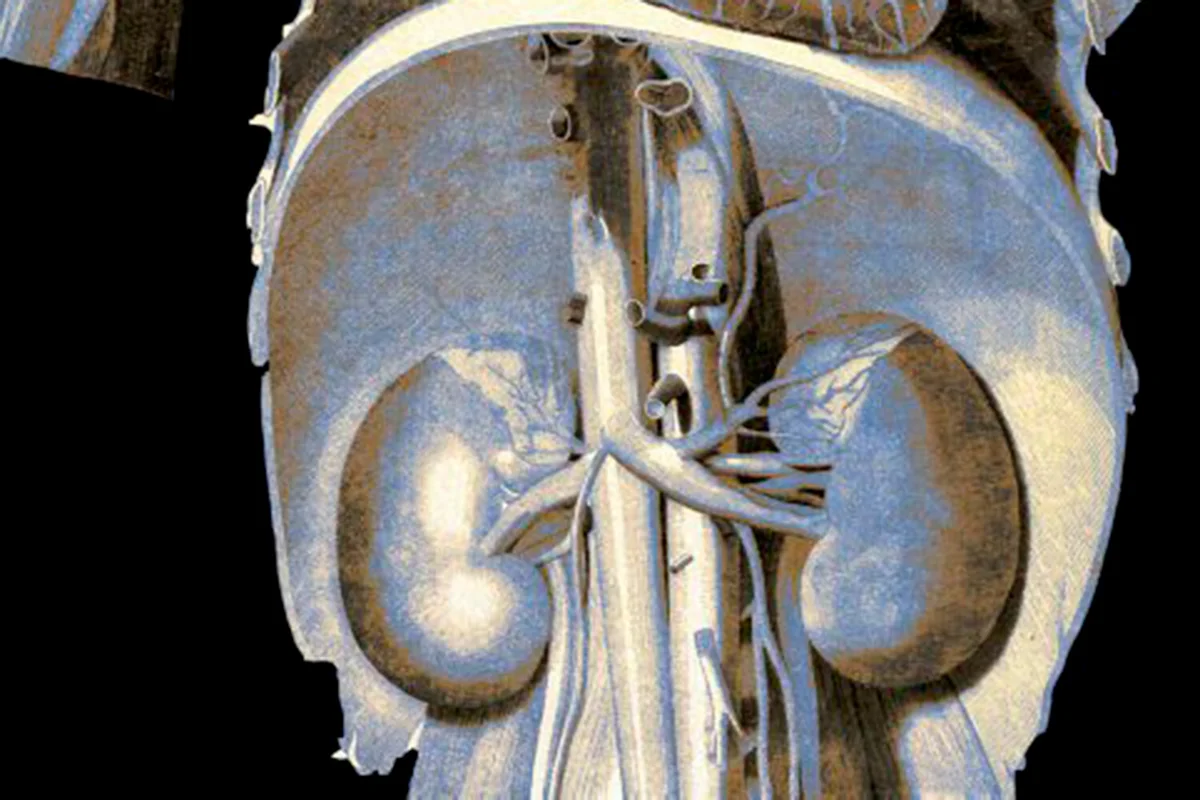 Liver International: Почки могут прятать вирус гепатита E