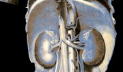 Liver International: Почки могут прятать вирус гепатита E