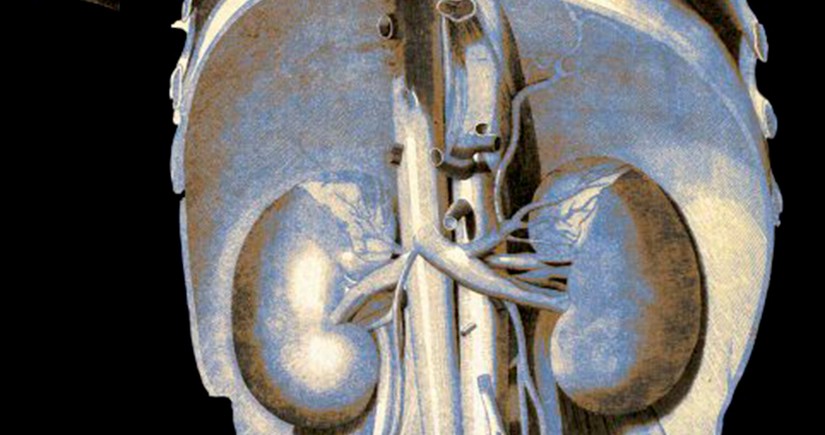 “Liver International”: Böyrəklər hepatit E virusunu gizlədə bilər