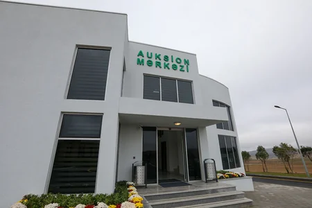 Azərbaycanda yeni cins keçilərin satışına başlanılıb