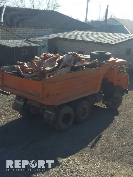 Bərdədə 20 ton mənşəyi məlum olmayan ət yandırılıb - FOTO