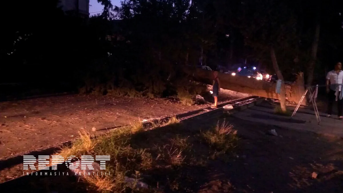 ​Şirvanda ağacın aşması nəticəsində elektrik enerjisi kəsilib - FOTO