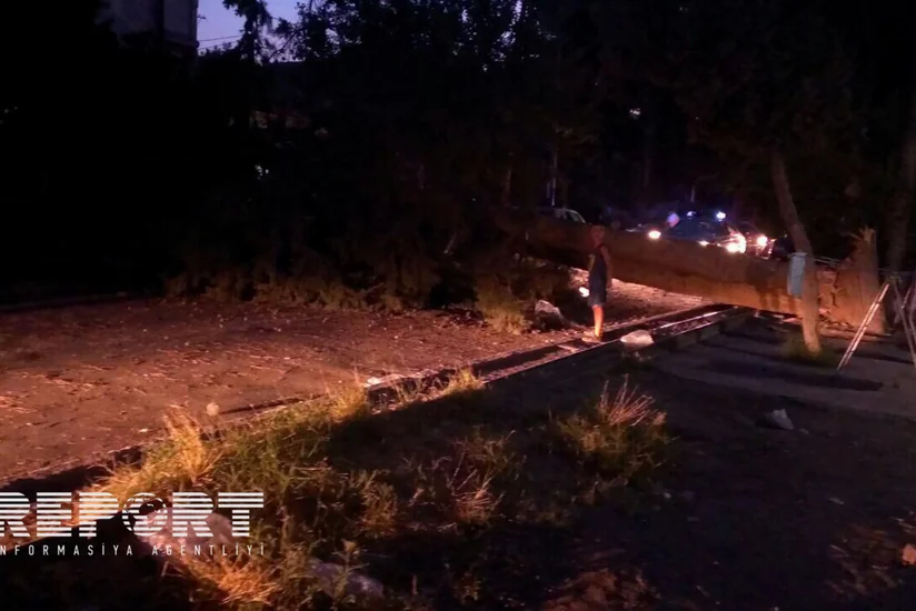 ​Şirvanda ağacın aşması nəticəsində elektrik enerjisi kəsilib - FOTO