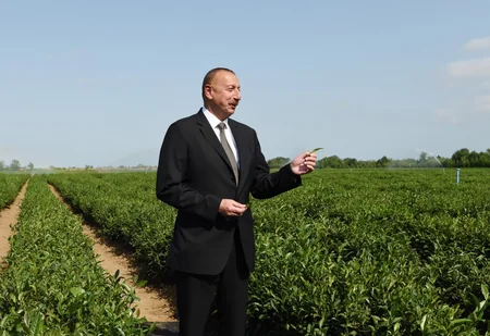 Prezident İlham Əliyev Lənkəranda “Yaşıl Çay” plantasiyası ilə tanış olub