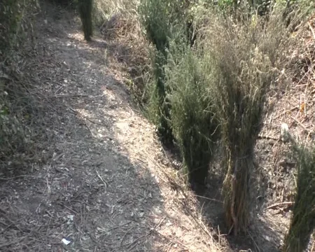 Balakəndə dağın ətəyində narkotik plantasiyası salan keçmiş məhkum saxlanılıb