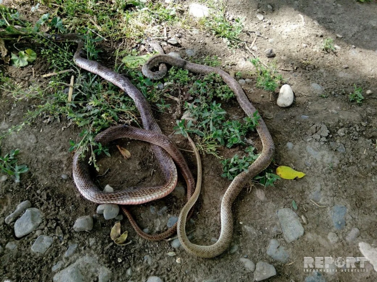Tovuzda 26 yaşlı qadını ilan sancıb
