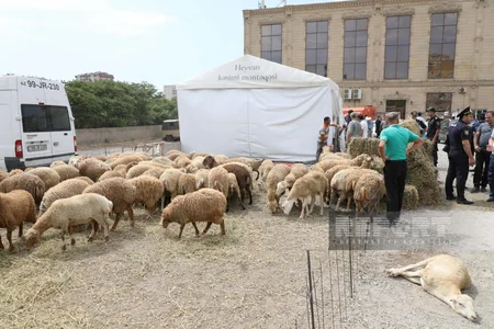 Bakıda Qurban kəsimi - FOTOREPORTAJ