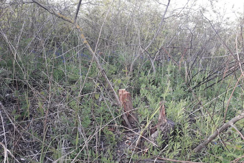 МЭПР выявило факты вырубки в Шеки дубов, боярышника и других деревьев