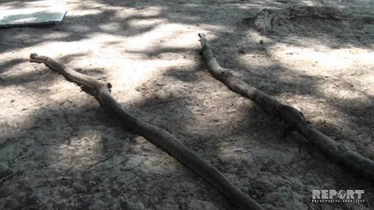 Sabirabadda ilanlar həyət və evlərə daraşıb - FOTO