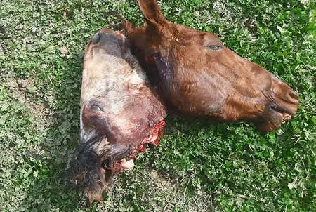 Cəlilabadın Maşlıq kəndində qanunsuz at kəsimi və at əti tədarükü ilə məşğul olanlar aşkarlanıb