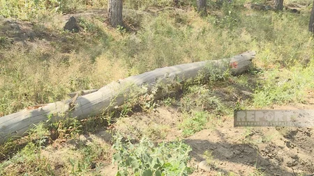 ETSN rəsmisi: Qurumuş Eldar şamlarının yerinə yeni ağaclar əkilir