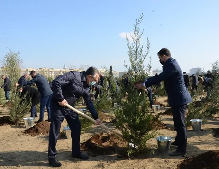 Bakıda Zəfər Günü münasibətilə ağacəkmə aksiyası keçirilib