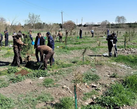 Gəncədə “Heydər Əliyev İli” çərçivəsində ağacəkmə aksiyası keçirilib
