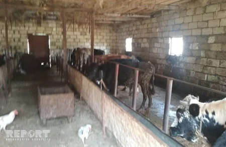 Bərdədə şəxsi təsərrüfatdan mal-qara oğurlanıb