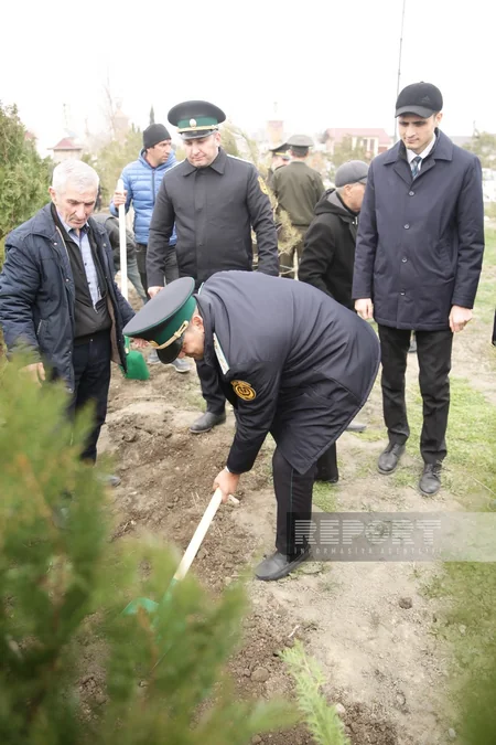 В Хачмазе прошла акция по посадке деревьев в рамках Года Гейдара Алиева