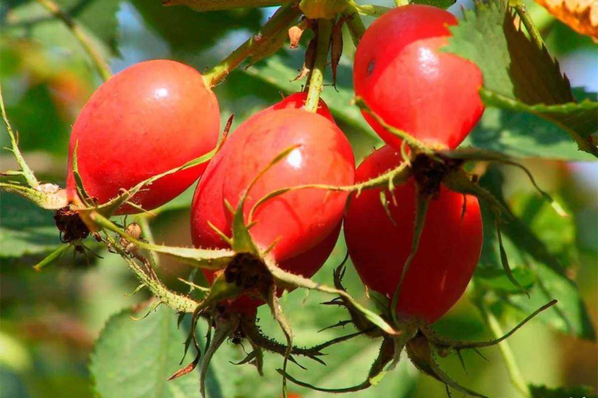 Expert stresses importance of Vitamin C for human body