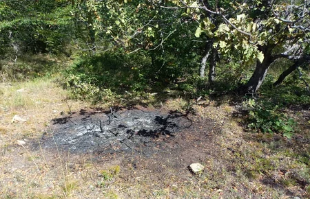 Şabranda meşəni bal yığmaq üçün yandırıblar - RƏSMİ