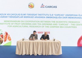 Центр CARCAS и Институт плодоводства и чаеводства Министерства сельского хозяйства подписали Меморандум о стратегическом сотрудничестве