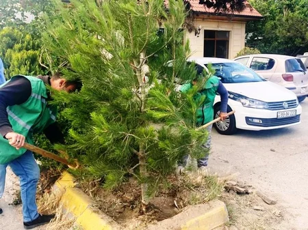 Bakıda ticarət obyektlərinin qarşısında ağacların qurudulmasının qarşısı alınıb