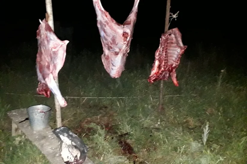 В Агджабеди предотвращена продажа мяса животного, забитого в состоянии агонии