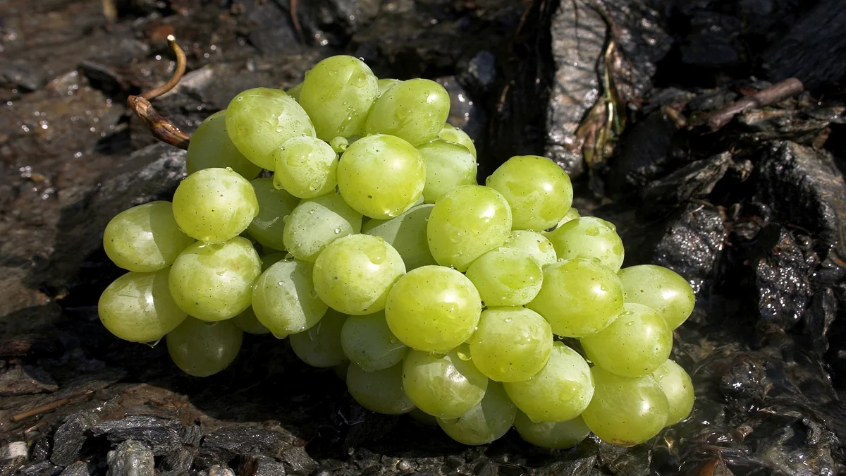 Azərbaycanda yeni üzüm növləri yaradılacaq