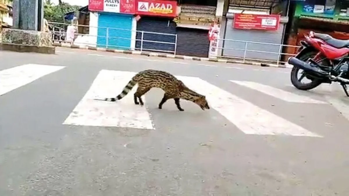 Hindistanda illərdir görünməyən heyvan peyda oldu - VİDEO