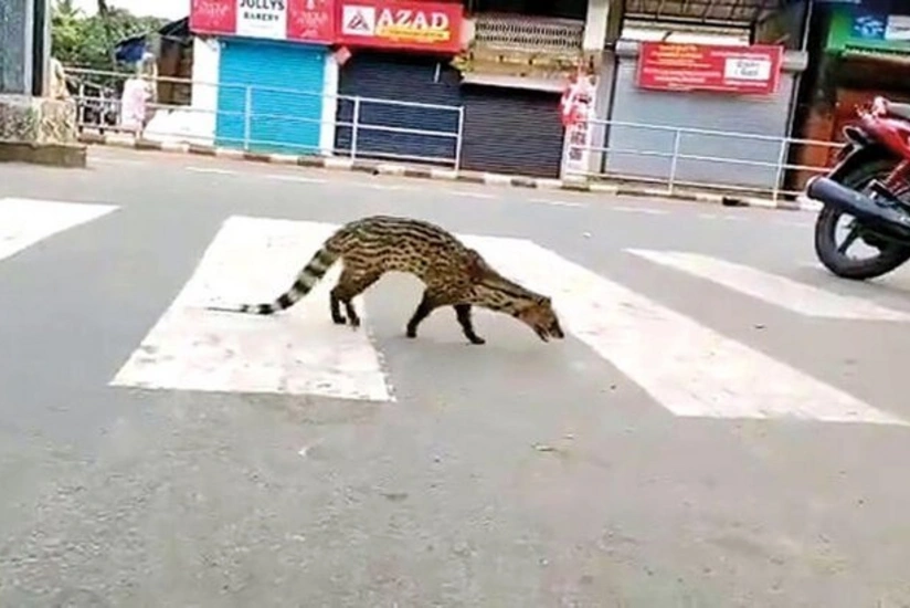 Hindistanda illərdir görünməyən heyvan peyda oldu - VİDEO
