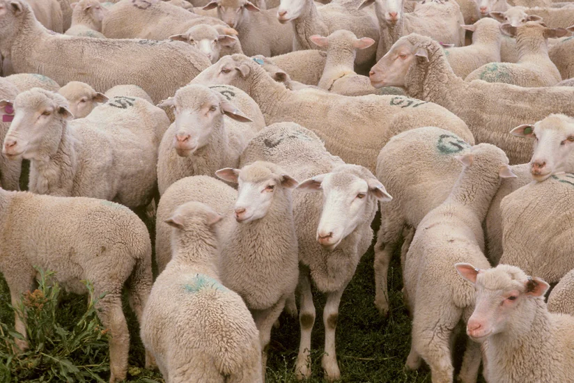 Azerbaijan marks Eid al-Adha today