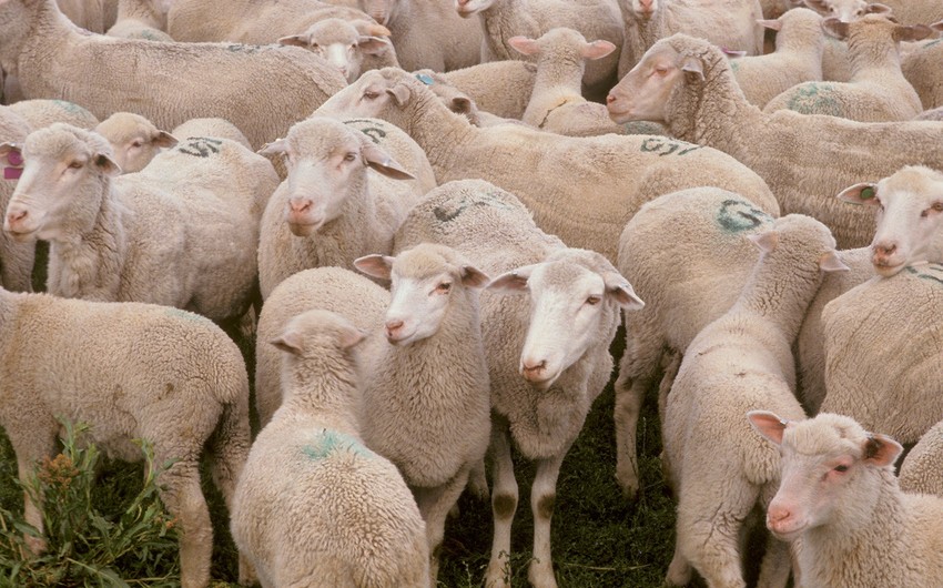 Azərbaycanda Qurban bayramı qeyd olunur