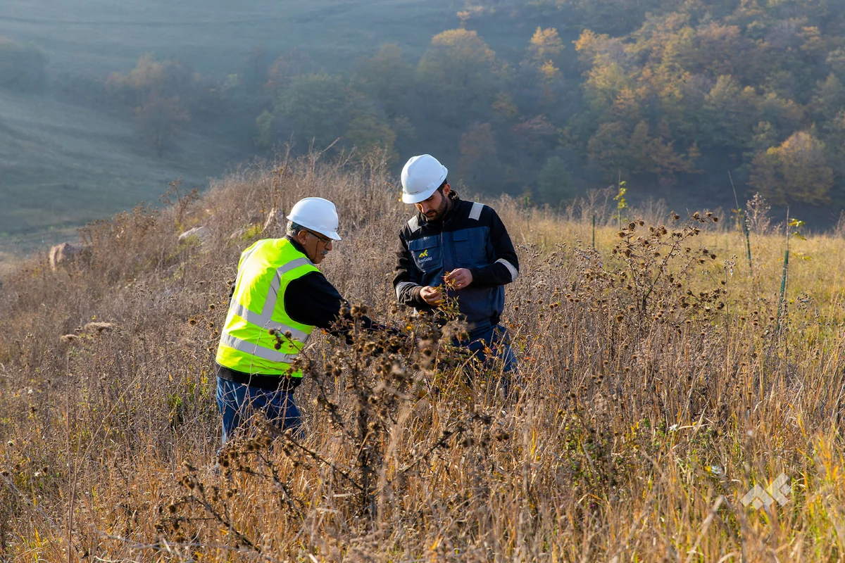 Daşkəsəndə nəsli kəsilməkdə olan bitkilər çoxaldılacaq