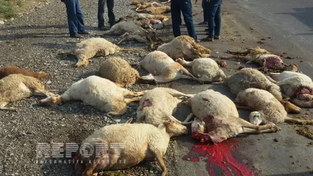 ​İsmayıllıda yük avtomobili 70 baş qoyunu vurub - FOTO