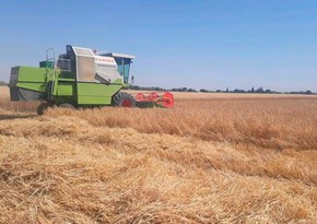 Muğan zonasında arpa biçini başlayıb 