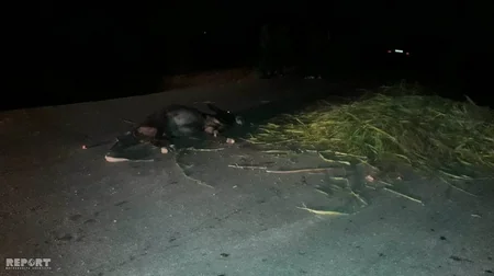 Qazaxda uzunqulaqla gedən yaşlı kişini maşın vurub - FOTO