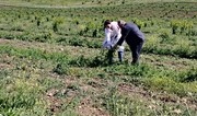 АПБА провело фитосанитарный мониторинг на освобожденных территориях