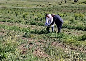 AQTA azad olunan ərazilərdə fitosanitar monitorinqlər keçirib