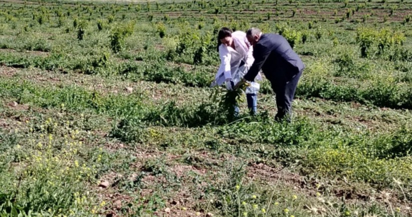 AQTA azad olunan ərazilərdə fitosanitar monitorinqlər keçirib