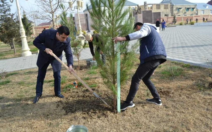 Yevlaxda ağacəkmə aksiyası keçirildi