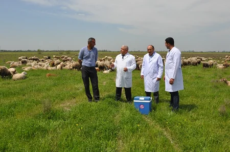 Kürdəmirdə heyvanlar arasında peyvəndləmə işləri görülür